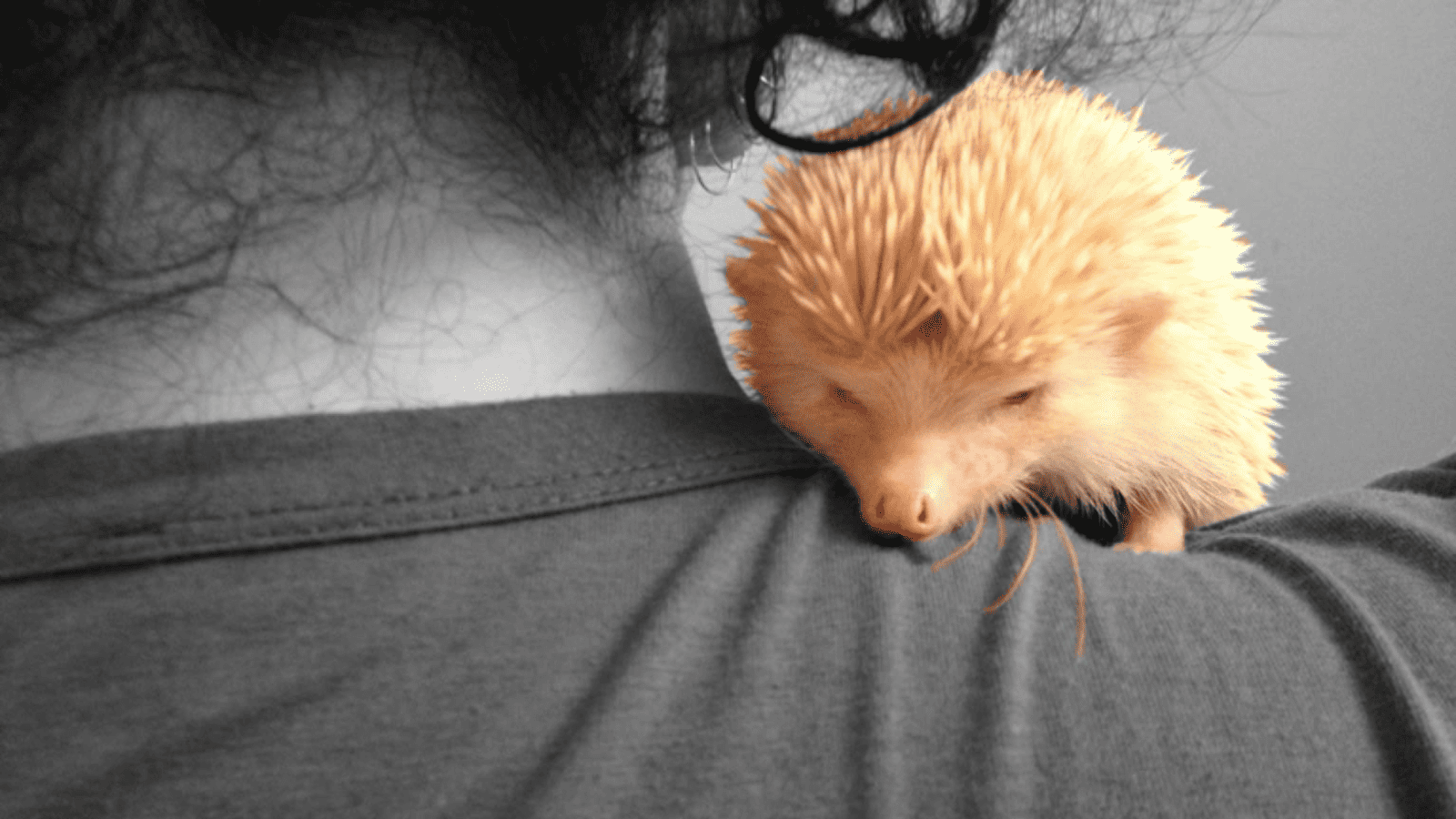 About Us 25 Hedgehoglove Banner